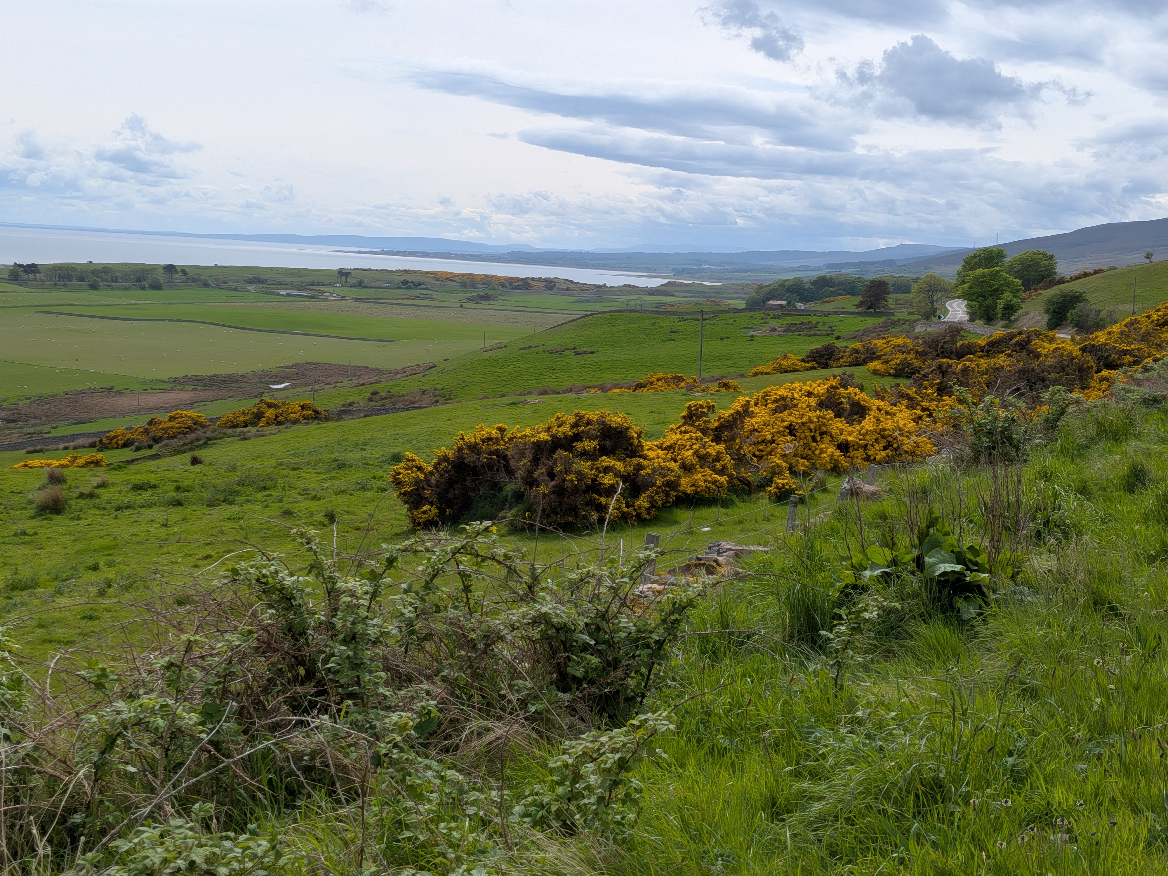 Gorse along the road from Scrabster to Inverness