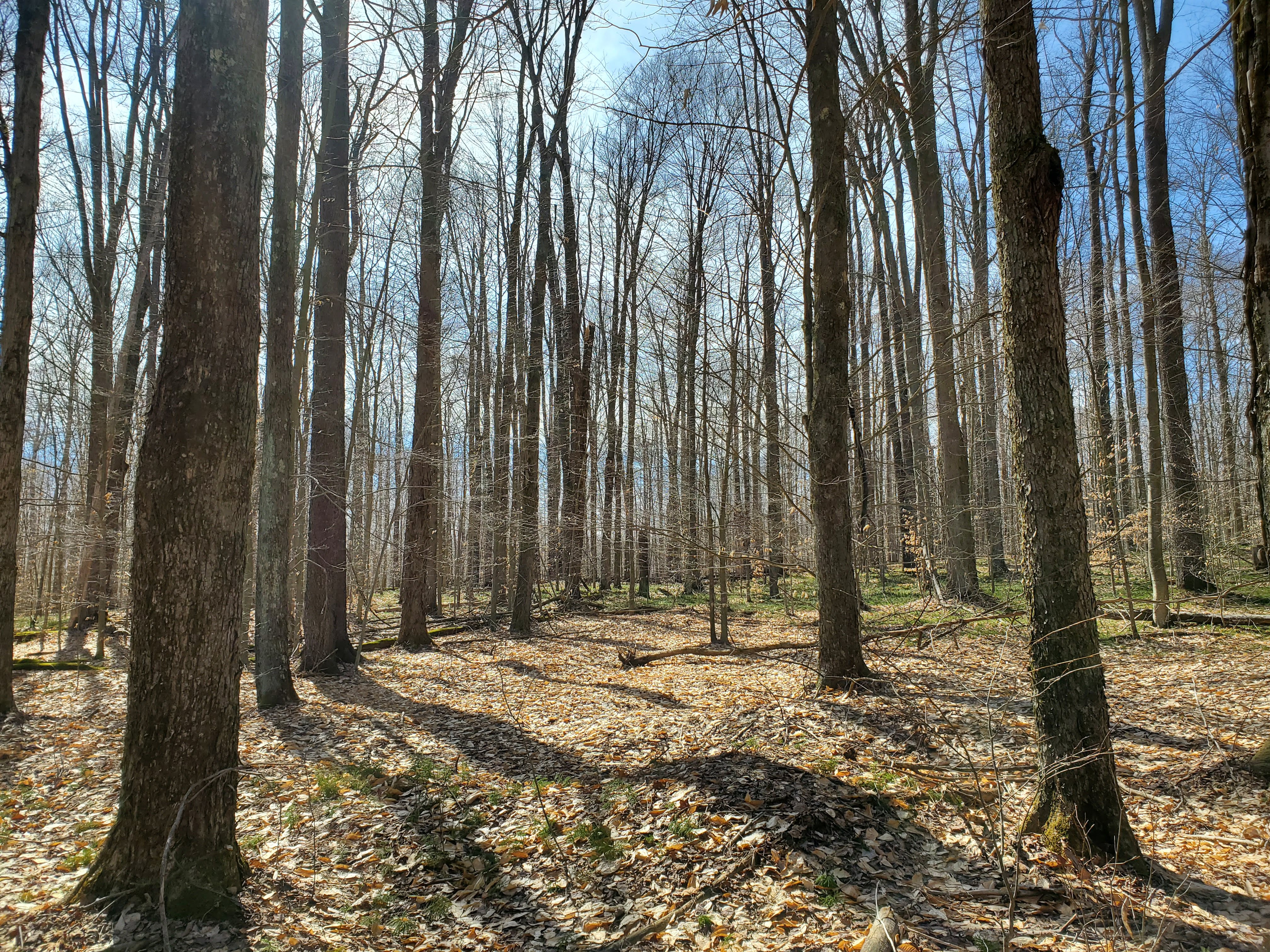 Woods around Buzzard Swamp